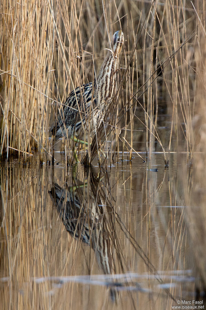 Butor étoiléadulte, identification, camouflage