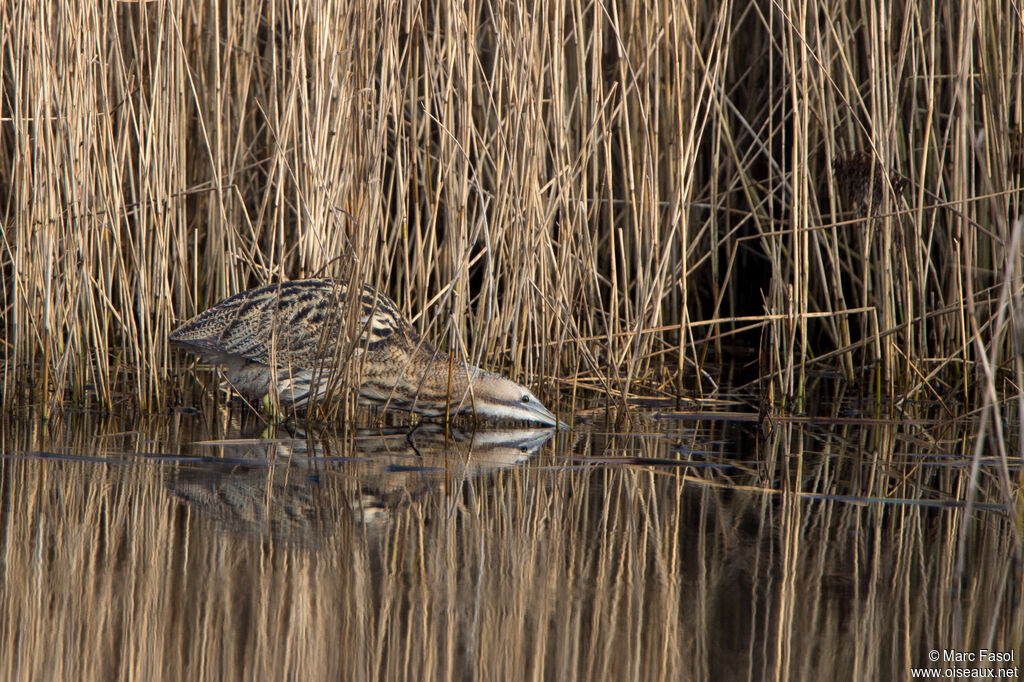 Butor étoiléadulte, identification, pêche/chasse