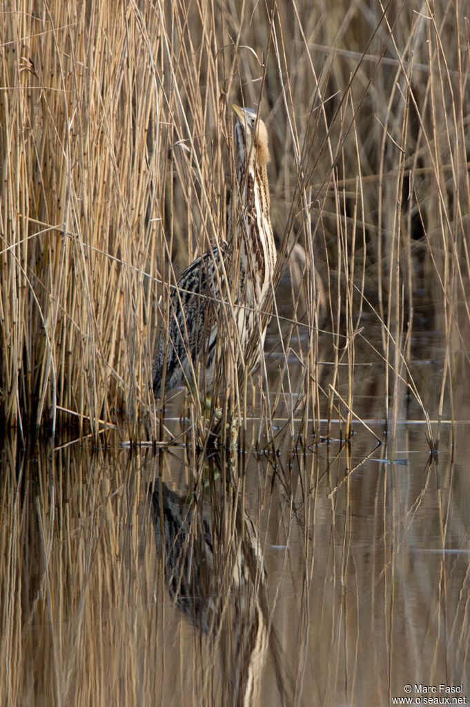 Butor étoiléadulte, identification, camouflage