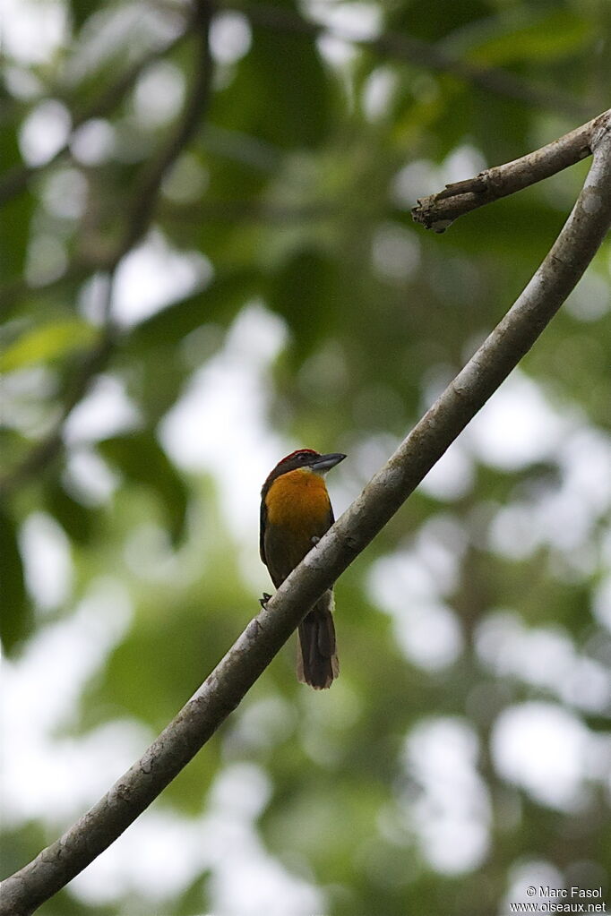 Cabézon oranvert mâle adulte, identification