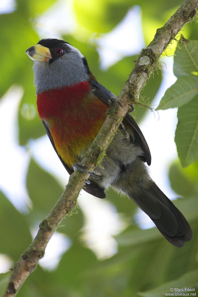 Cabézon toucanadulte, identification