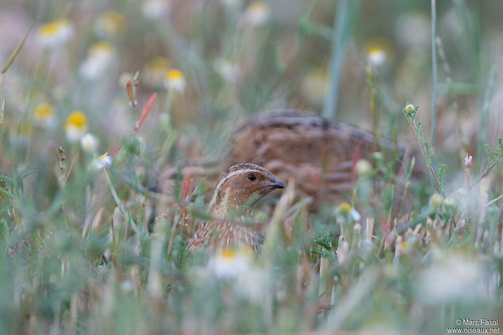 Common Quail