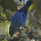 Calliste bleu et noir