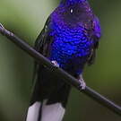 Campyloptère violet