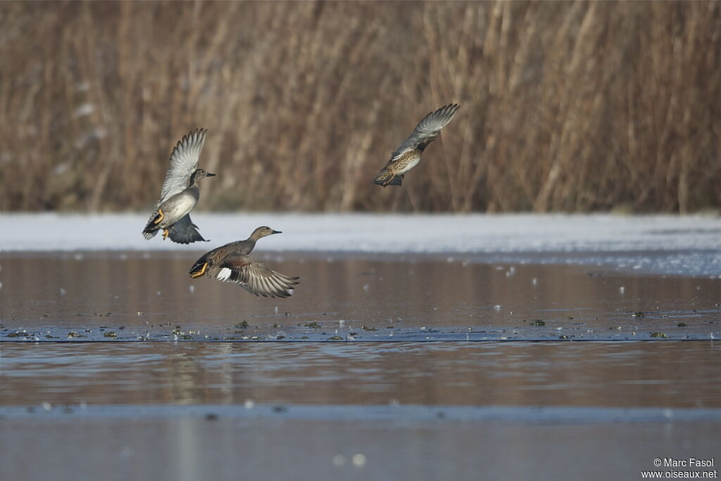 Canard chipeau , Vol