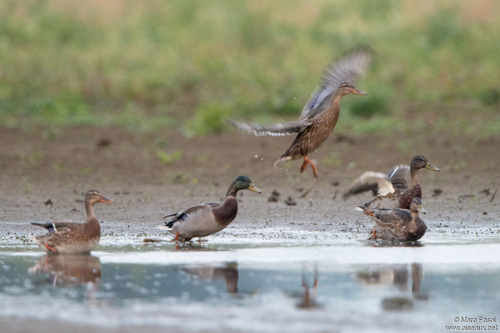 Canard colvert, mue