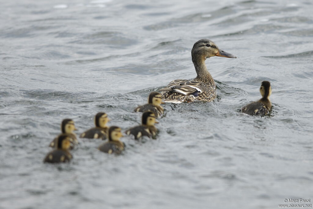Mallard female adult breeding, identification, Reproduction-nesting