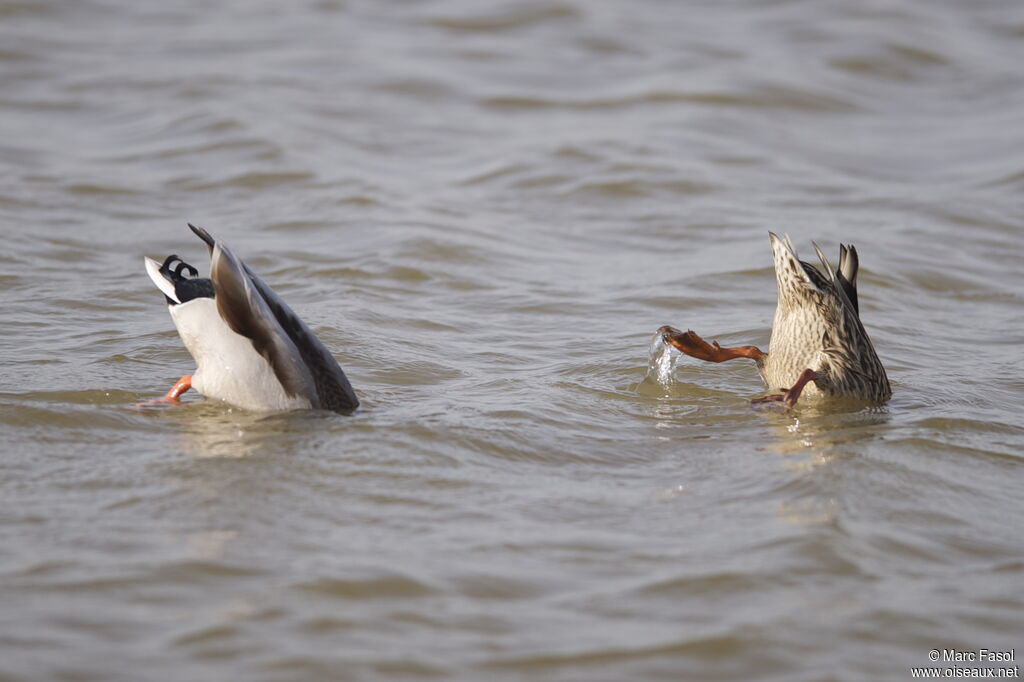Canard colvert adulte nuptial, régime