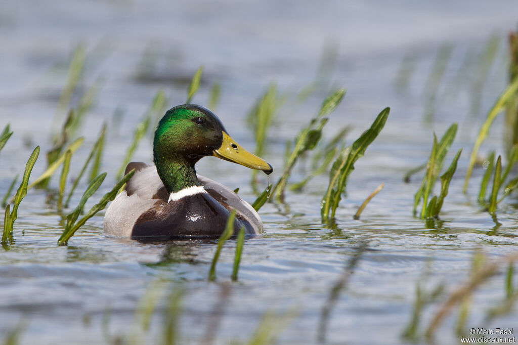 Canard colvert mâle adulte nuptial, identification