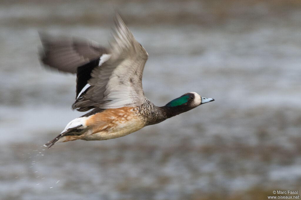 Canard de Chiloé mâle adulte, Vol