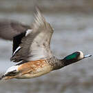 Canard de Chiloé