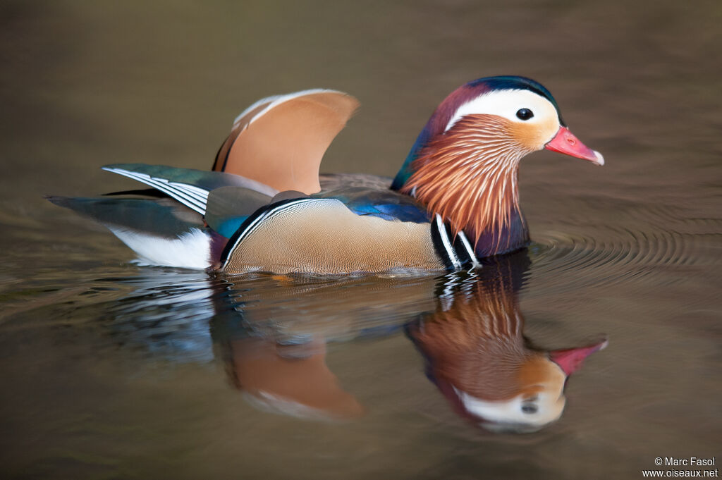 Canard mandarin mâle adulte, identification, nage