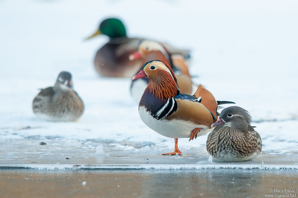 Canard mandarinadulte nuptial