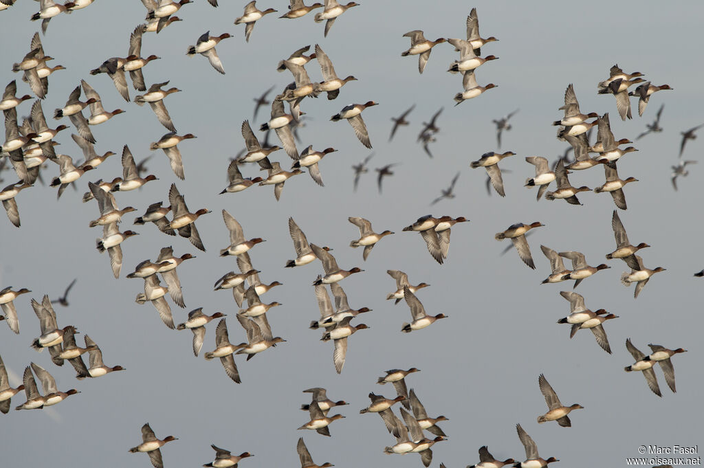 Canard siffleur, Vol