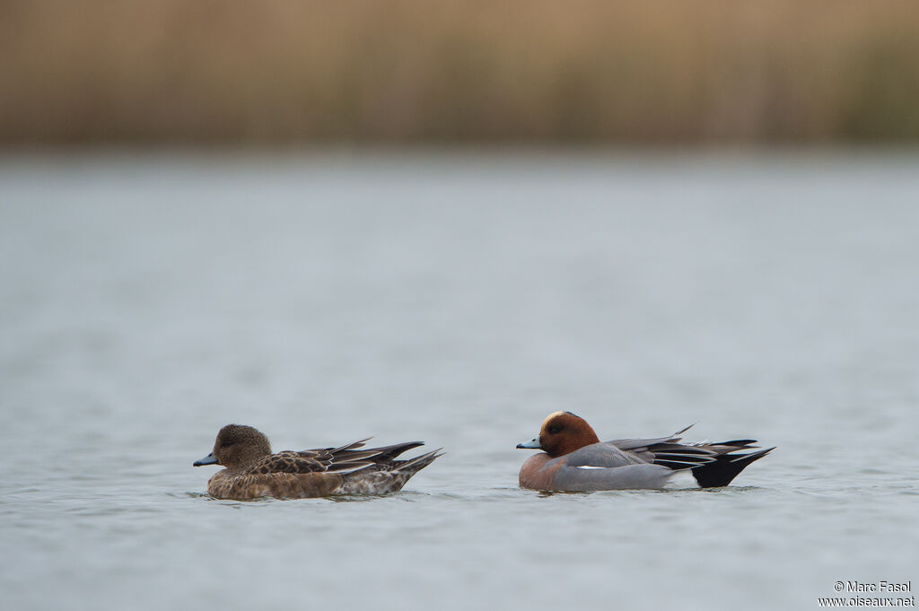 Canard siffleuradulte
