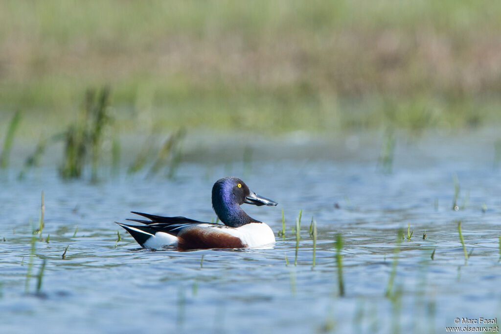 Canard souchet mâle adulte nuptial, identification