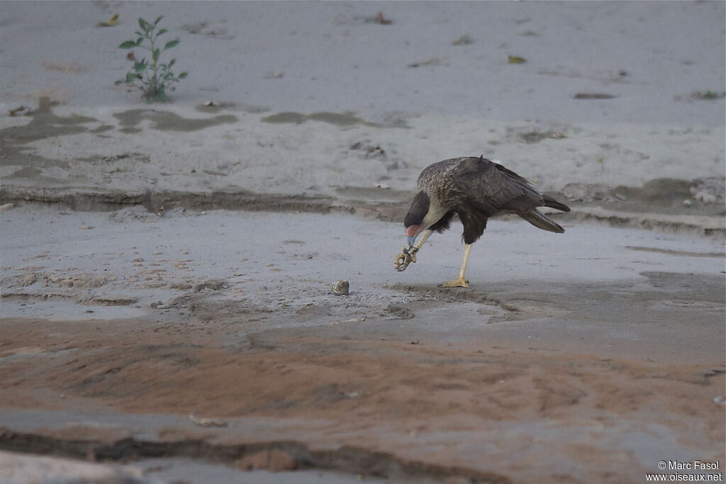 Caracara huppéadulte, identification, régime, Comportement