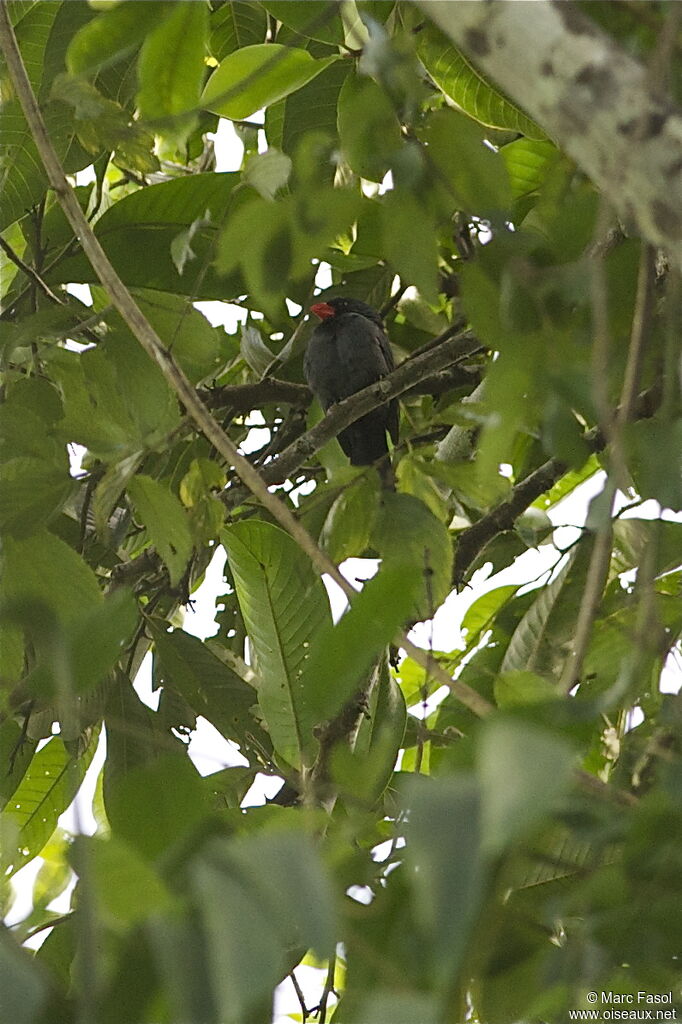 Slate-colored Grosbeak male adult, identification