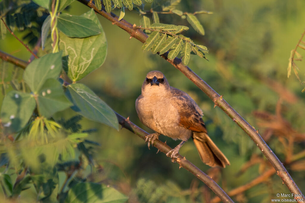 Greyish Baywing