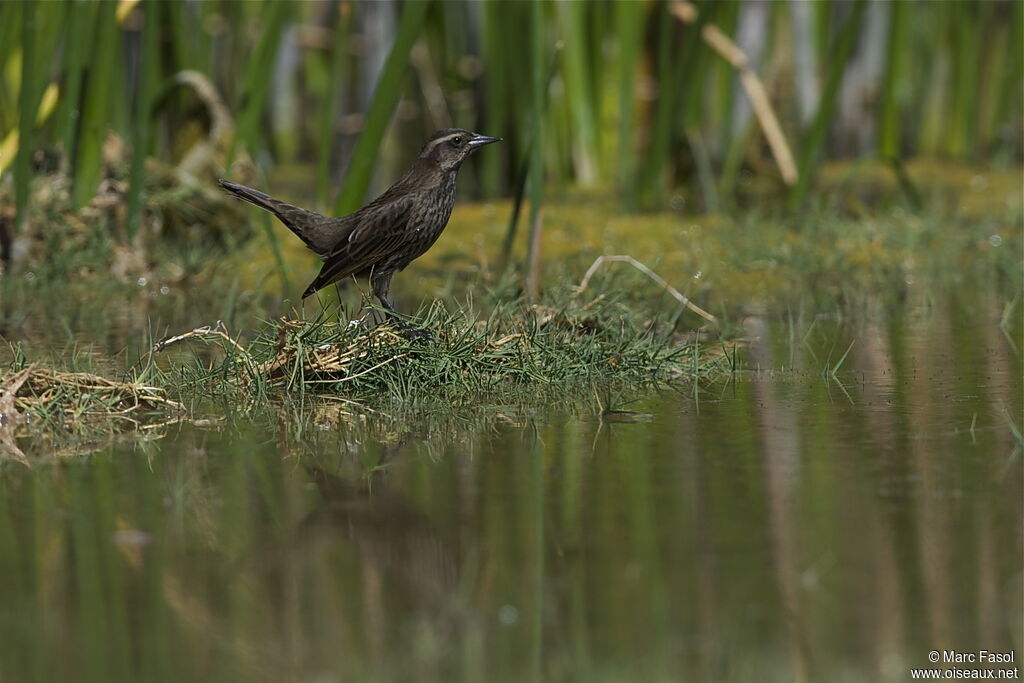 Yellow-winged Blackbird female adult, identification, Behaviour