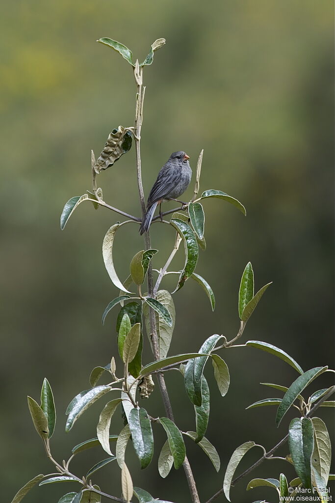 Plain-colored Seedeater male adult