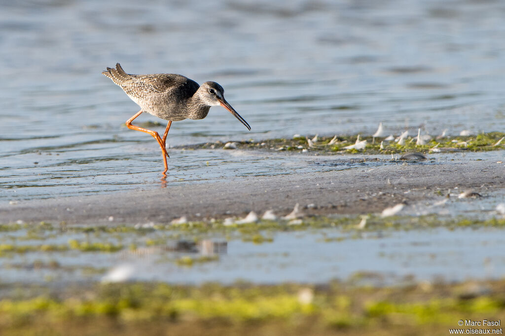 Spotted Redshankadult post breeding, identification