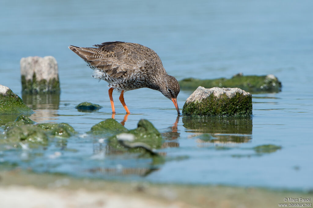 Common Redshankadult, identification
