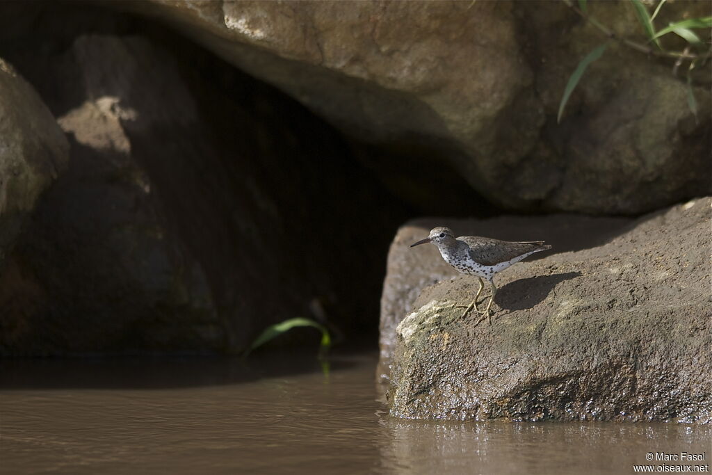 Spotted Sandpiperadult post breeding, identification