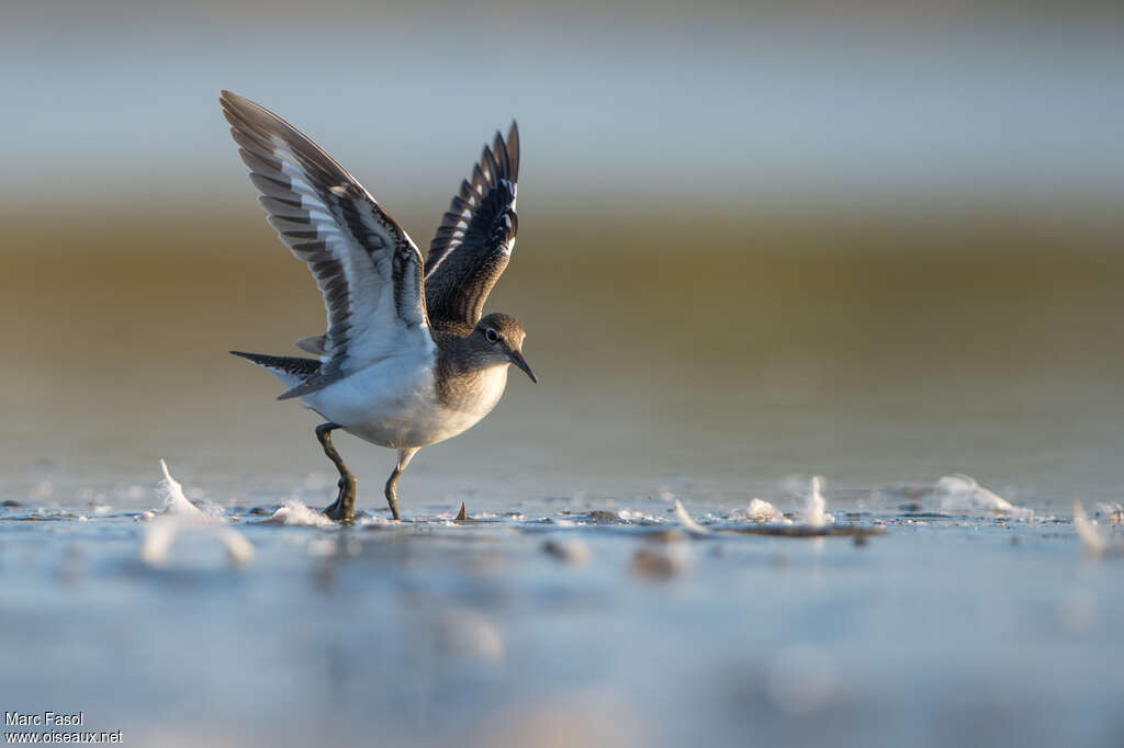 Common Sandpiperadult, Flight