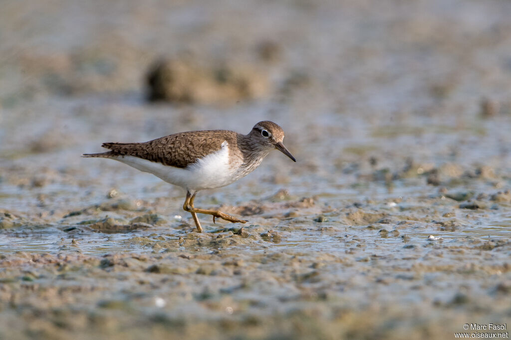 Common Sandpiperadult breeding, identification