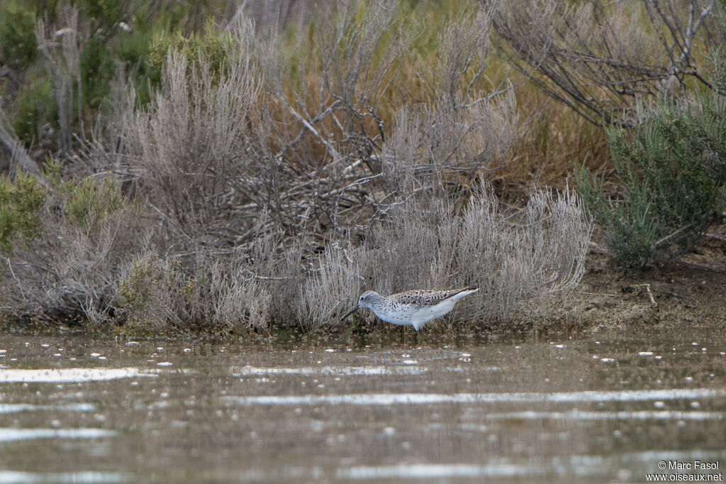 Marsh Sandpiperadult, identification
