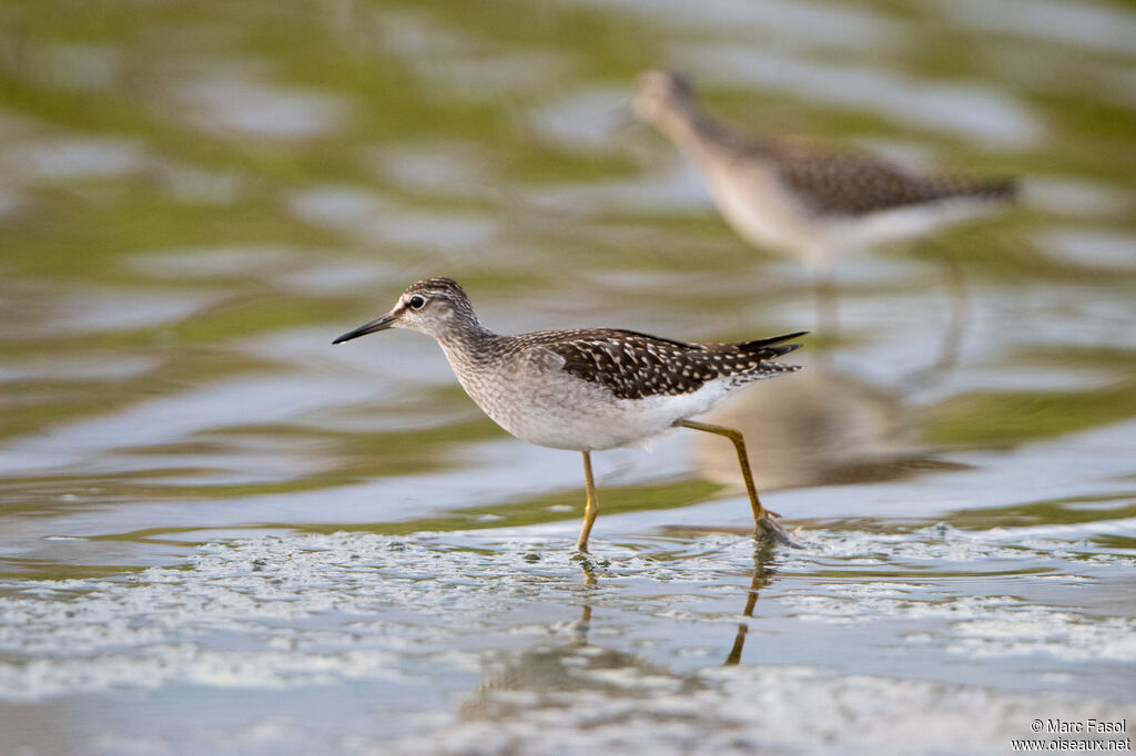 Wood Sandpiper, walking