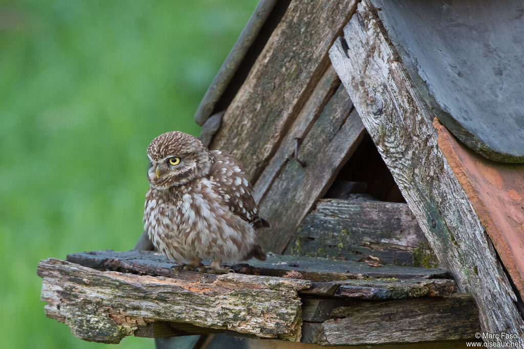 Chevêche d'Athénaadulte, identification