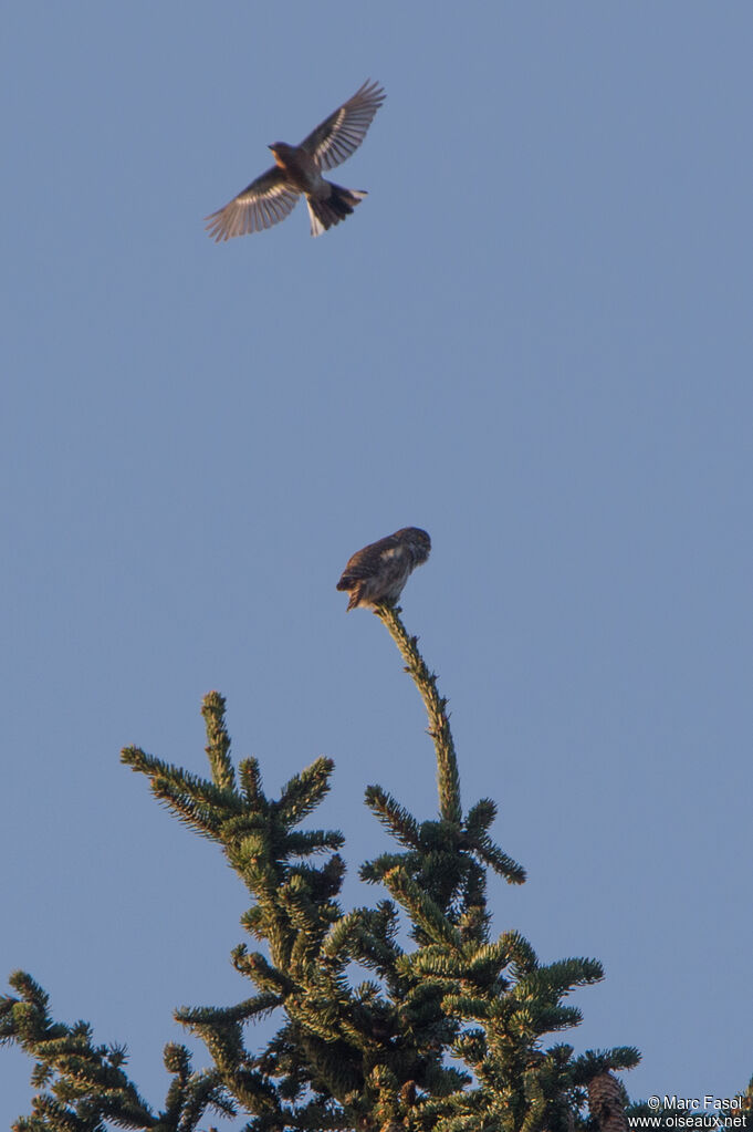 Eurasian Pygmy Owl male adult, identification, song
