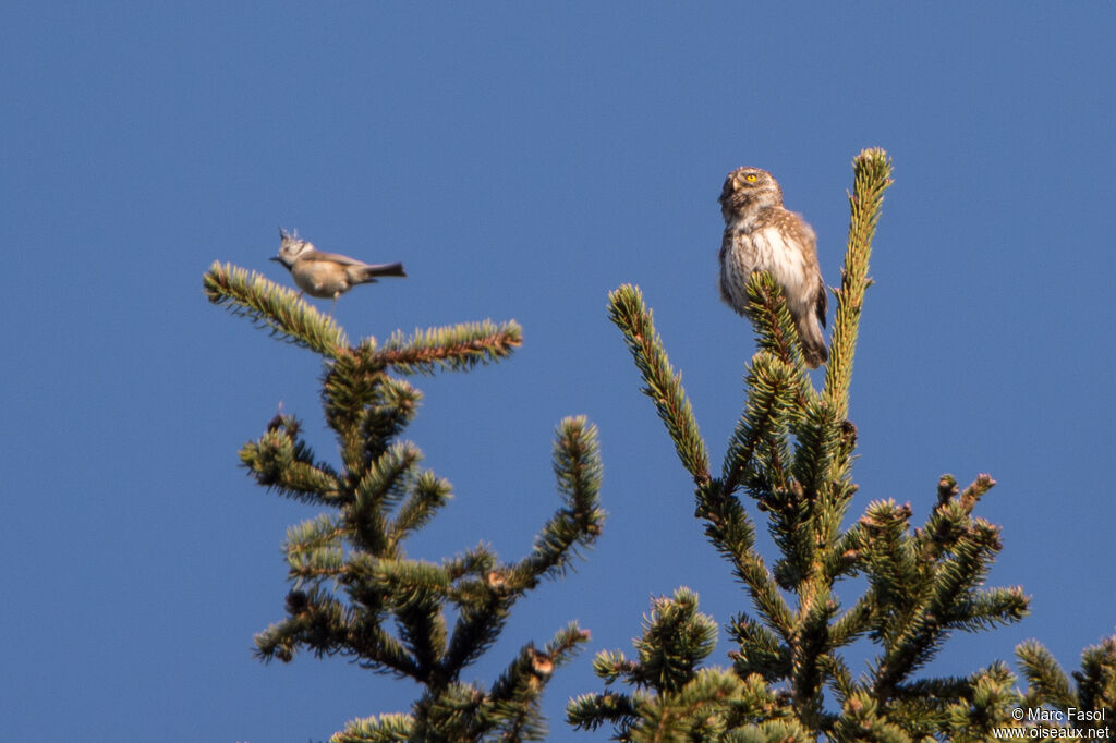 Eurasian Pygmy Owl