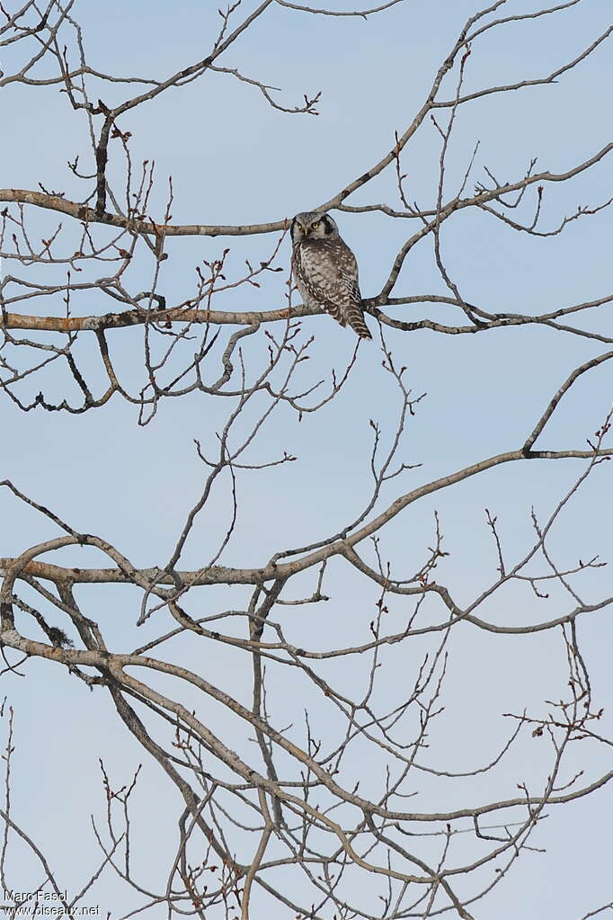 Northern Hawk-Owladult, habitat