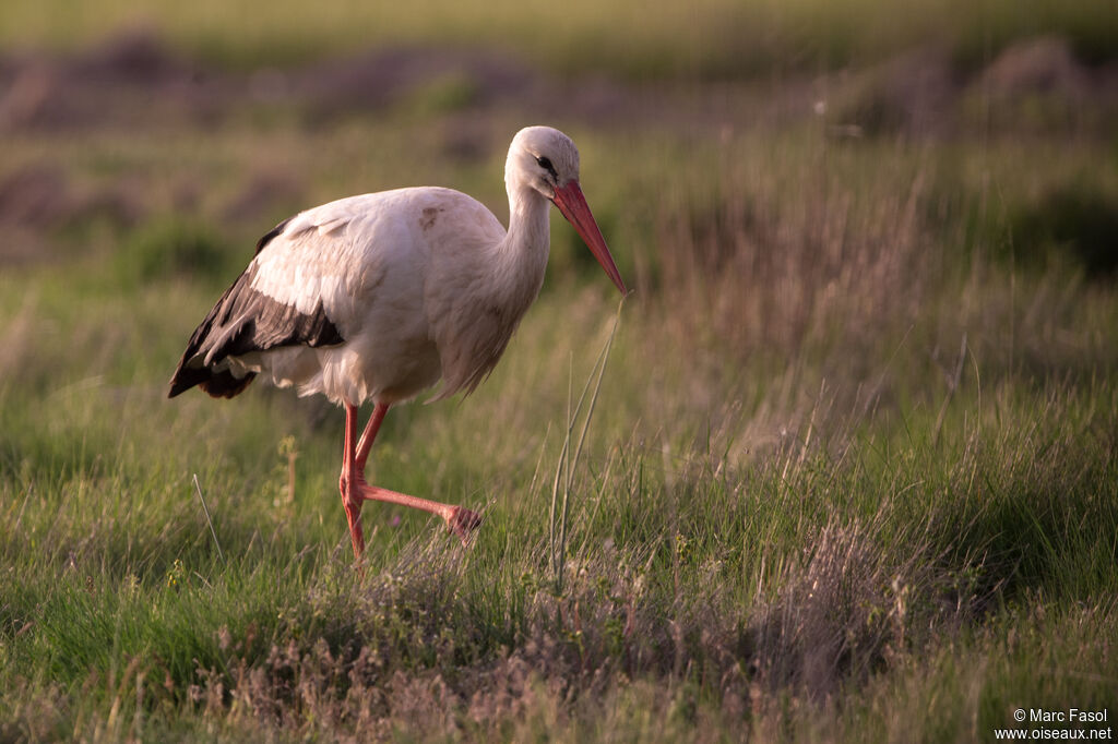 White Storkadult breeding, identification, walking, fishing/hunting