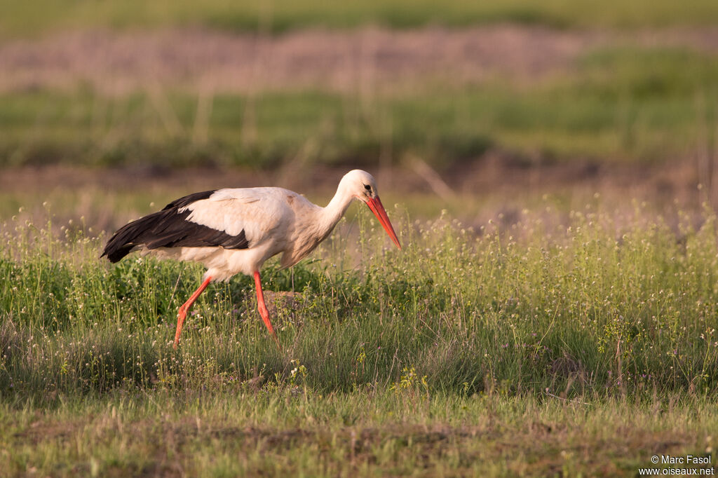 White Storkadult breeding, identification, walking, fishing/hunting