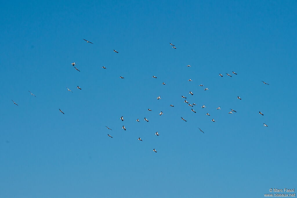 White Stork, Flight