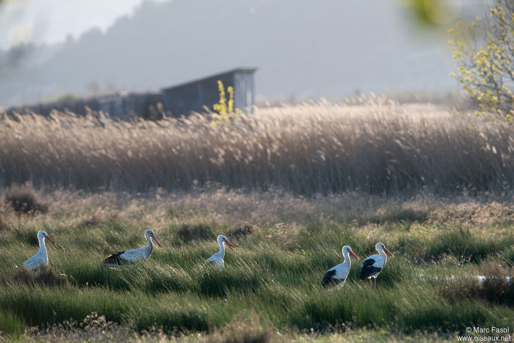 Cigogne blanche, pêche/chasse