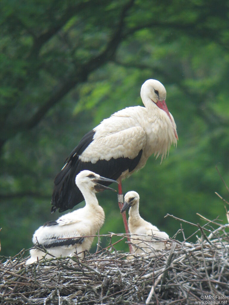 White Storkadult breeding, Reproduction-nesting