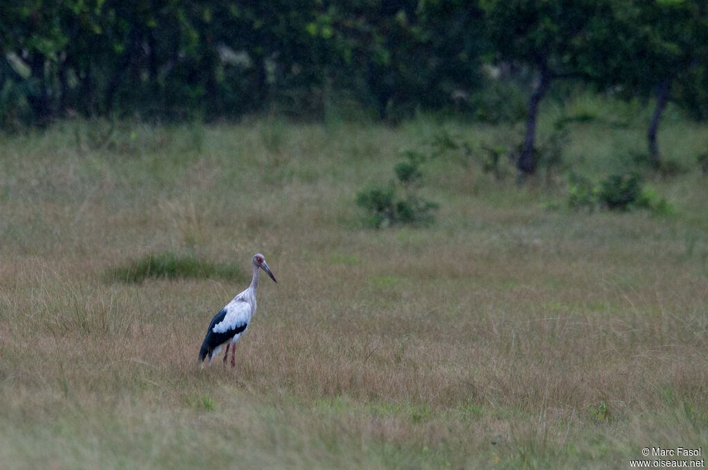 Maguari Storkadult, habitat, fishing/hunting