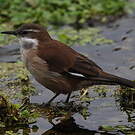 Cinclode à ailes blanches
