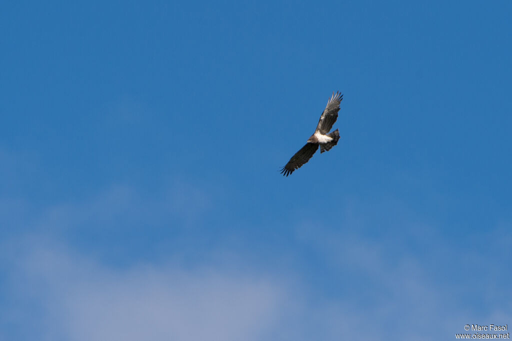 Short-toed Snake Eagleadult, Flight