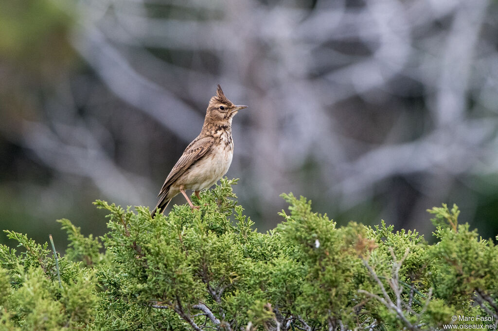 Cochevis huppéadulte, identification