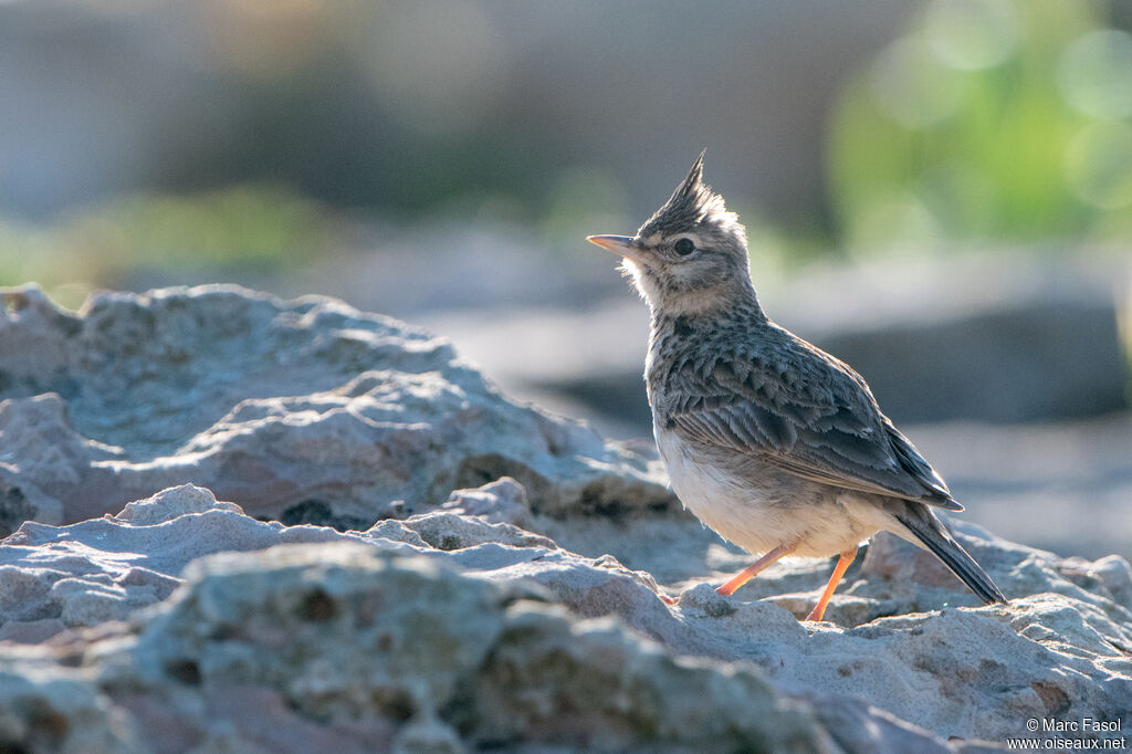 Cochevis huppéadulte, identification