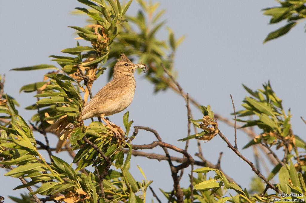 Cochevis huppé