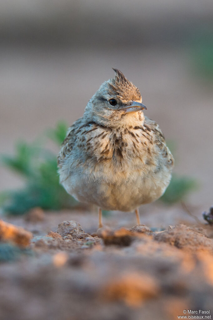 Cochevis huppé
