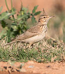 Cochevis huppé