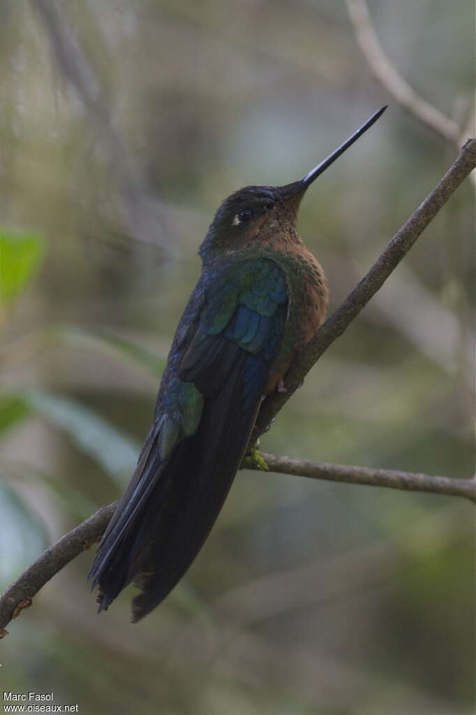 Great Sapphirewing female adult, identification